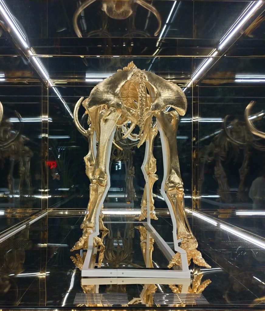 Vue de dos du squelette de du mammouth d'or, à l'hôtel Fanea, Miami beach