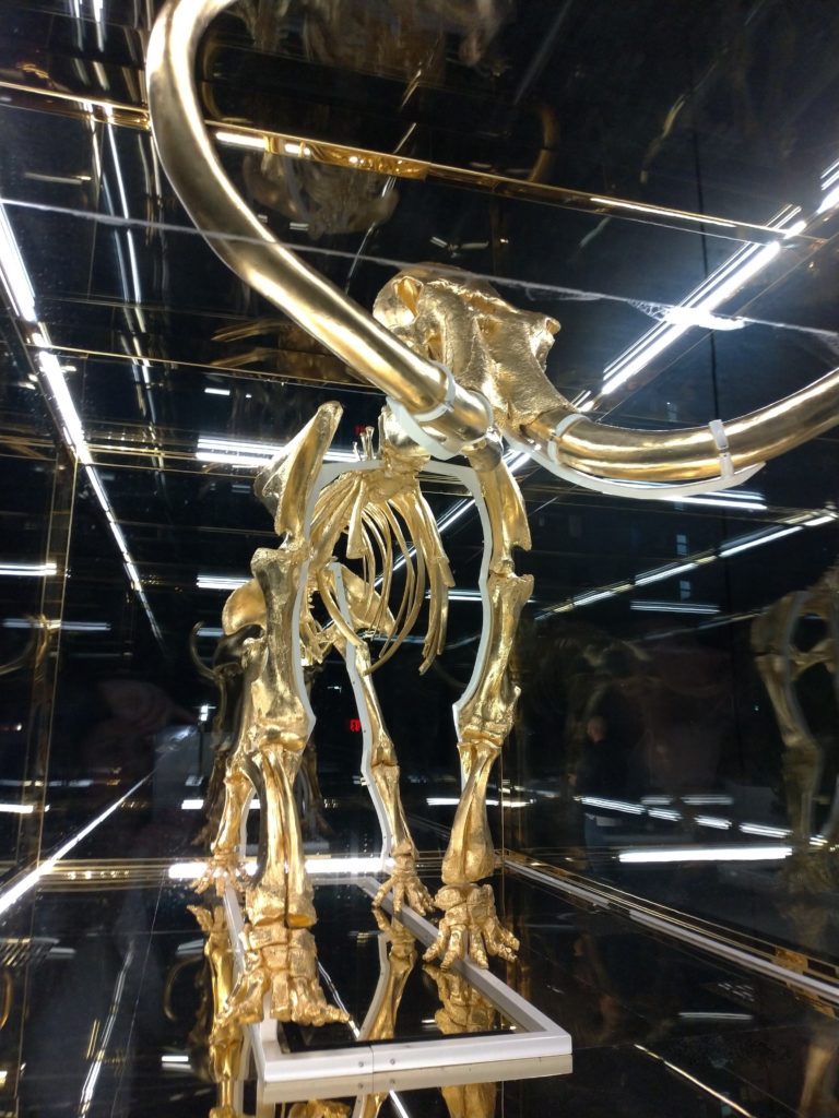 Vue de devant du squelette de du mammouth d'or, à l'hôtel Fanea, Miami beach