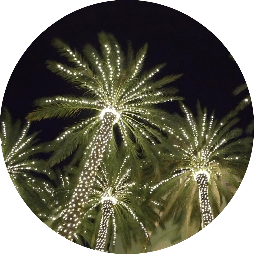 Palmier avec les décorations lumineuses de noel, Miami Down Town