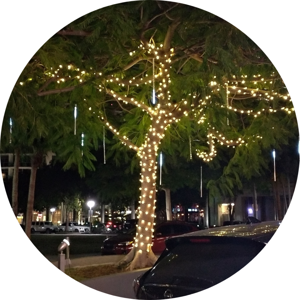 Palmier avec des décorations lumineuses de noel, Miami Down Town