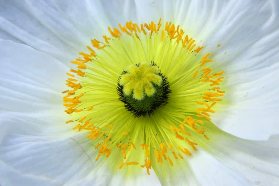 Inspirer par une touche de jaune, Pistilles de fleur photographiés par Filimages