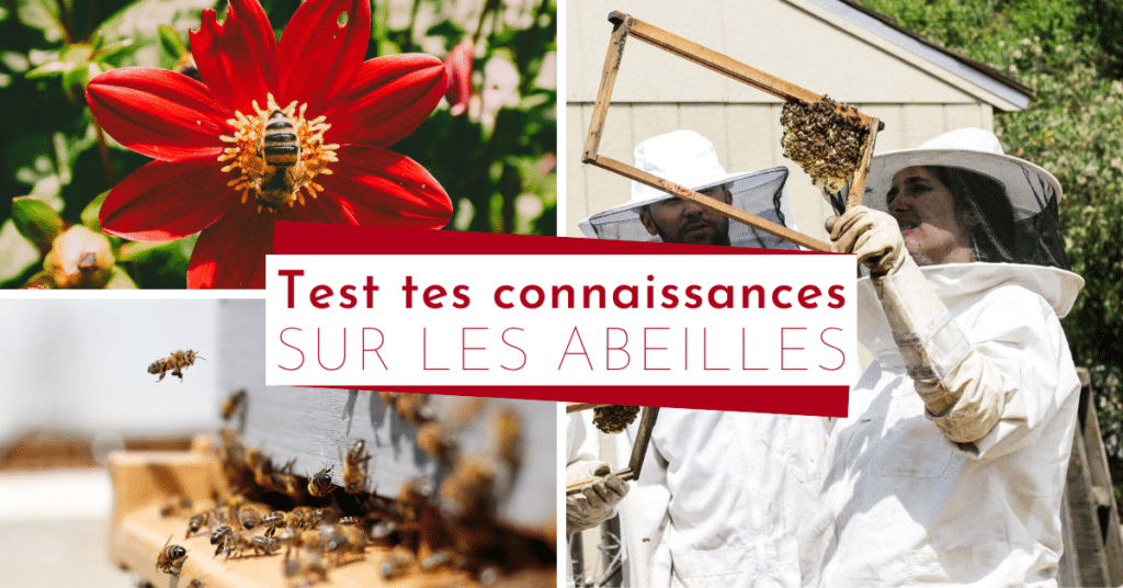 Quiz sur les abeilles : test tes connaissances