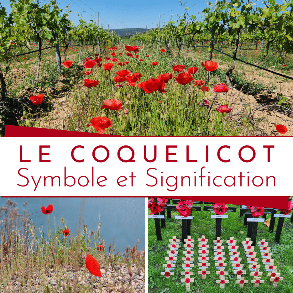 Symbole et signification du coquelicot (Visuel)