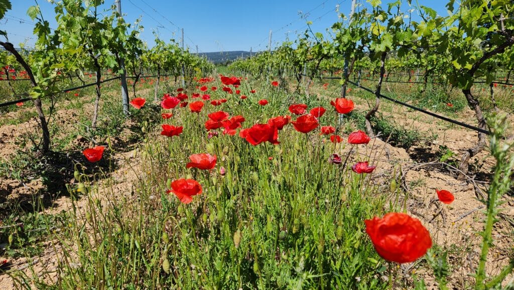 Rangée de coquelicots entre deux rangées de pieds de vignes