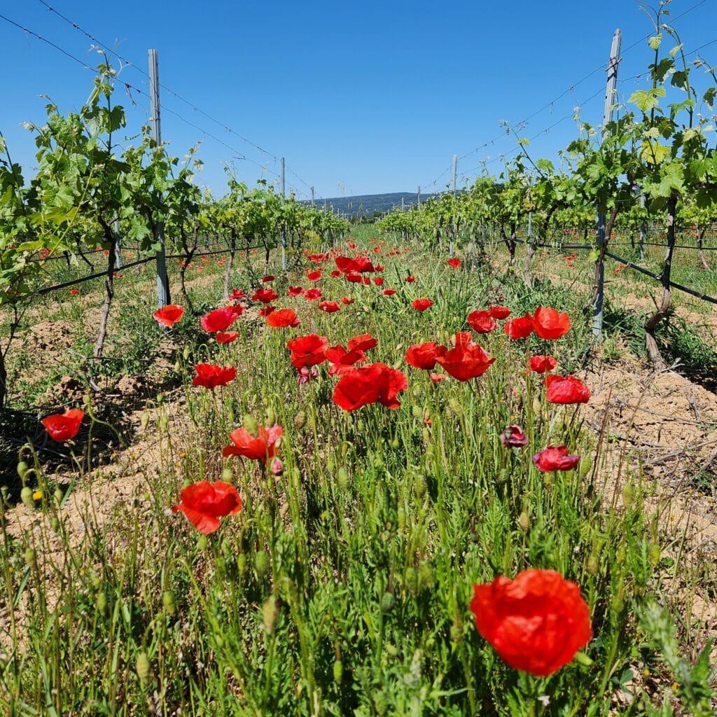 Rangé de coquelicots entre deux rangés de pieds de vigne