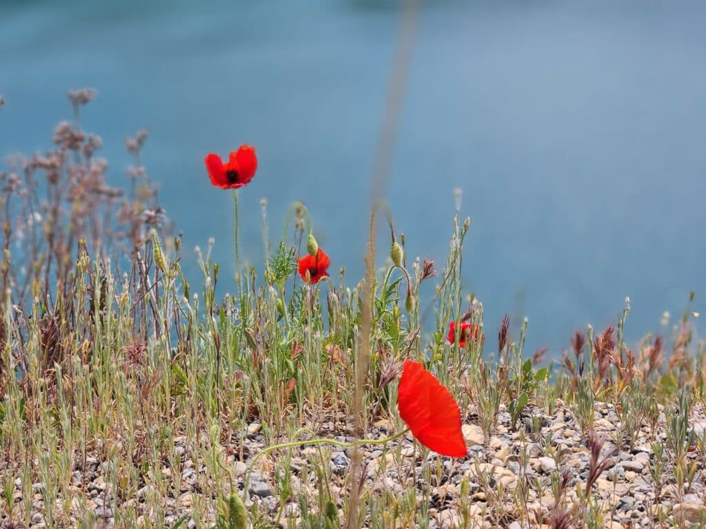 Quelques coquelicots sur les rives d'un lac.