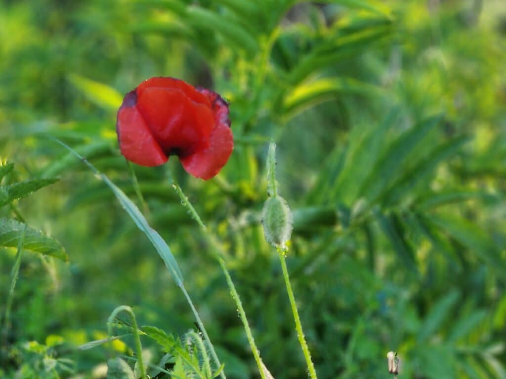 Gros plan sur un coquelicot ouvert et un bouton de coquelicot