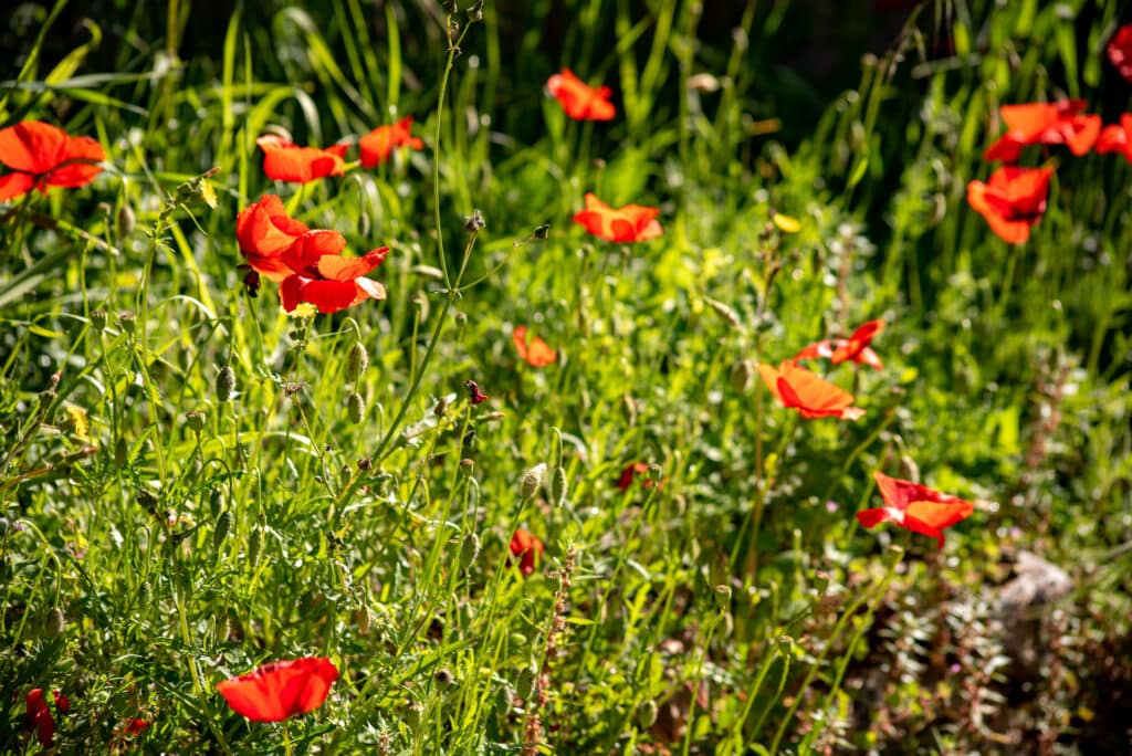 Champ de coquelicots
