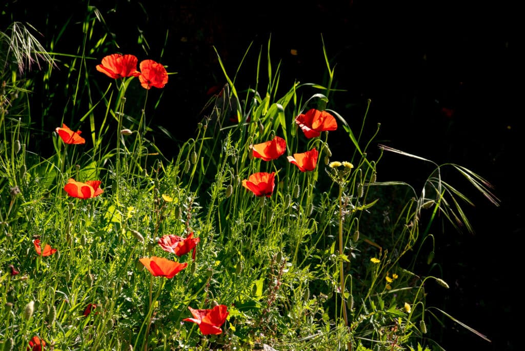 Champ de coquelicots, ou le coquelicot, l'opium inoffensif du peuple.