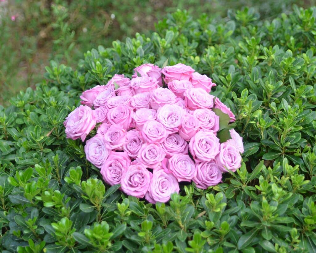 gros bouquet de roses roses, posé sur un arbuste qui a des feuilles bien vertes.